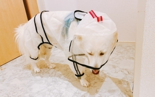 京 さゆみ