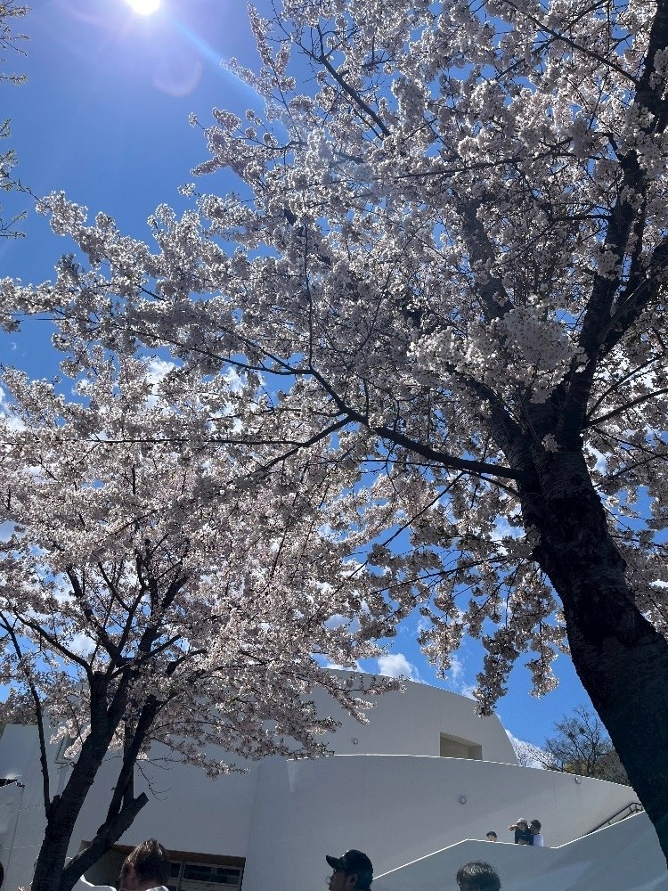 芹沢 莉瀬