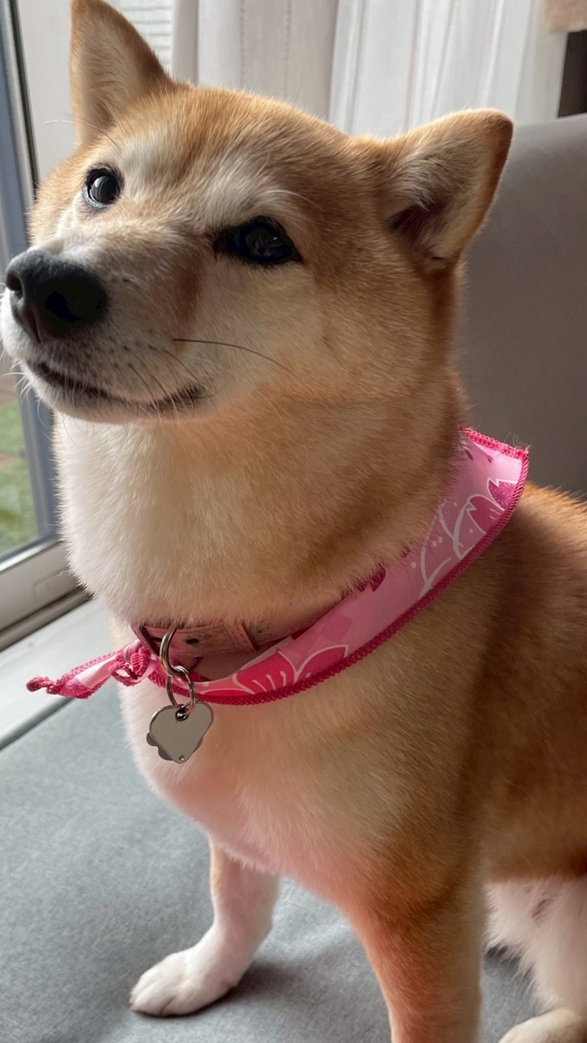 ツンデレかなの