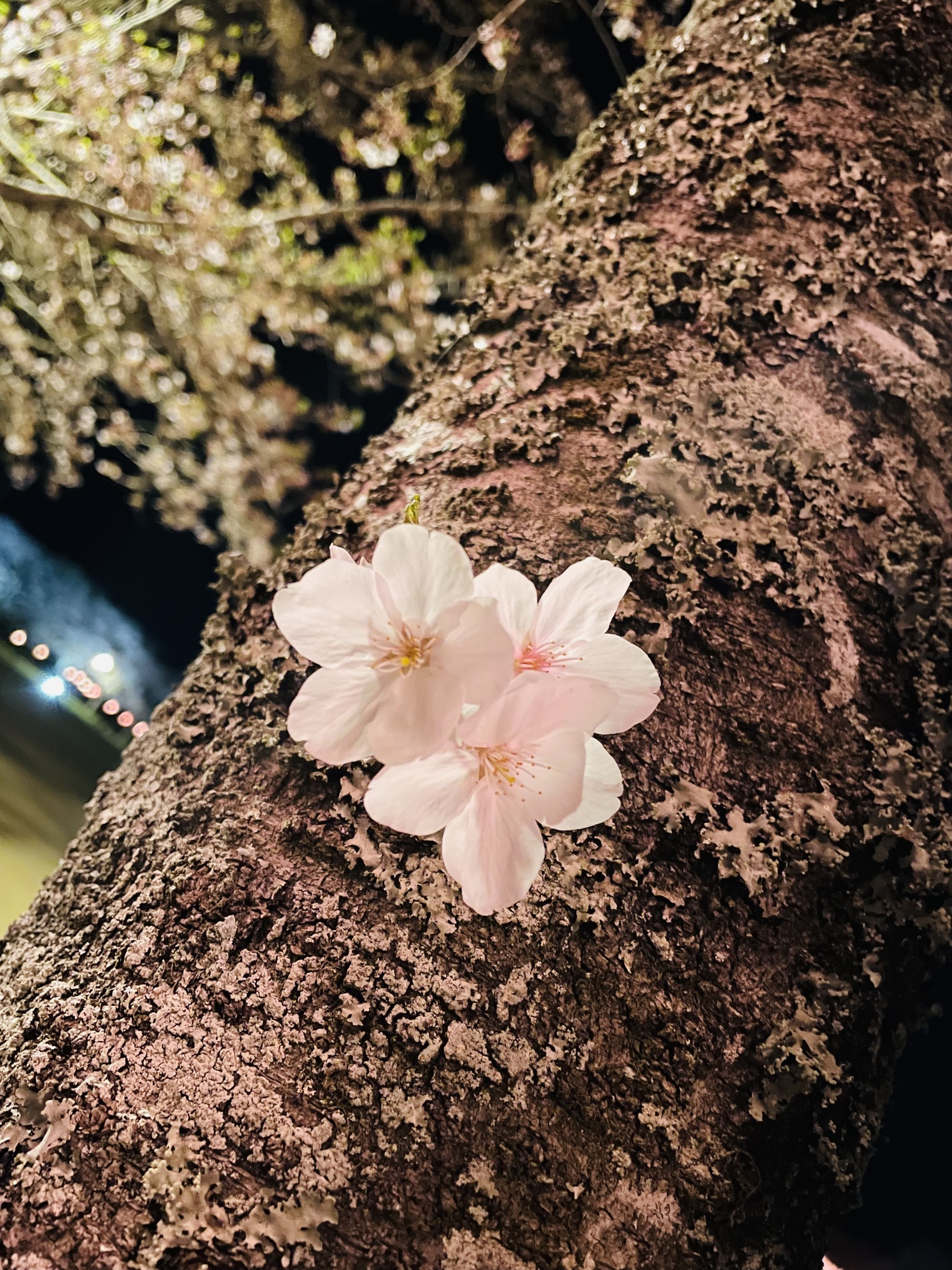 南条 茉那(まな)