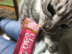 神崎 星奈