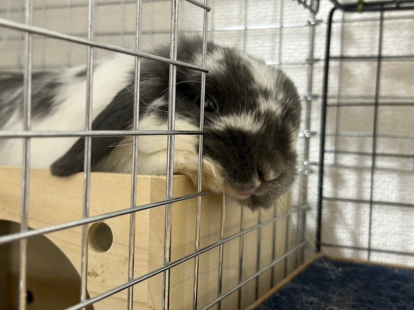 高槻 かえで