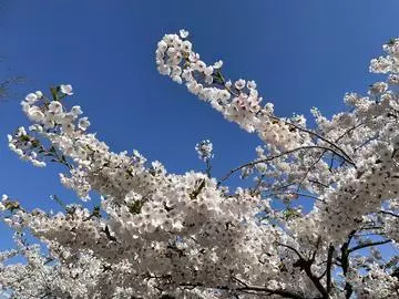 葵 かな