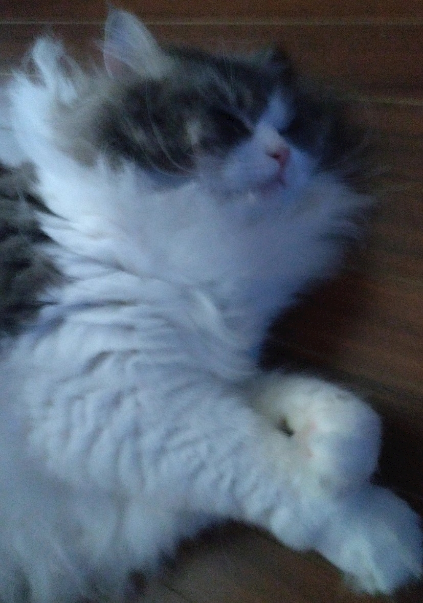 レナ