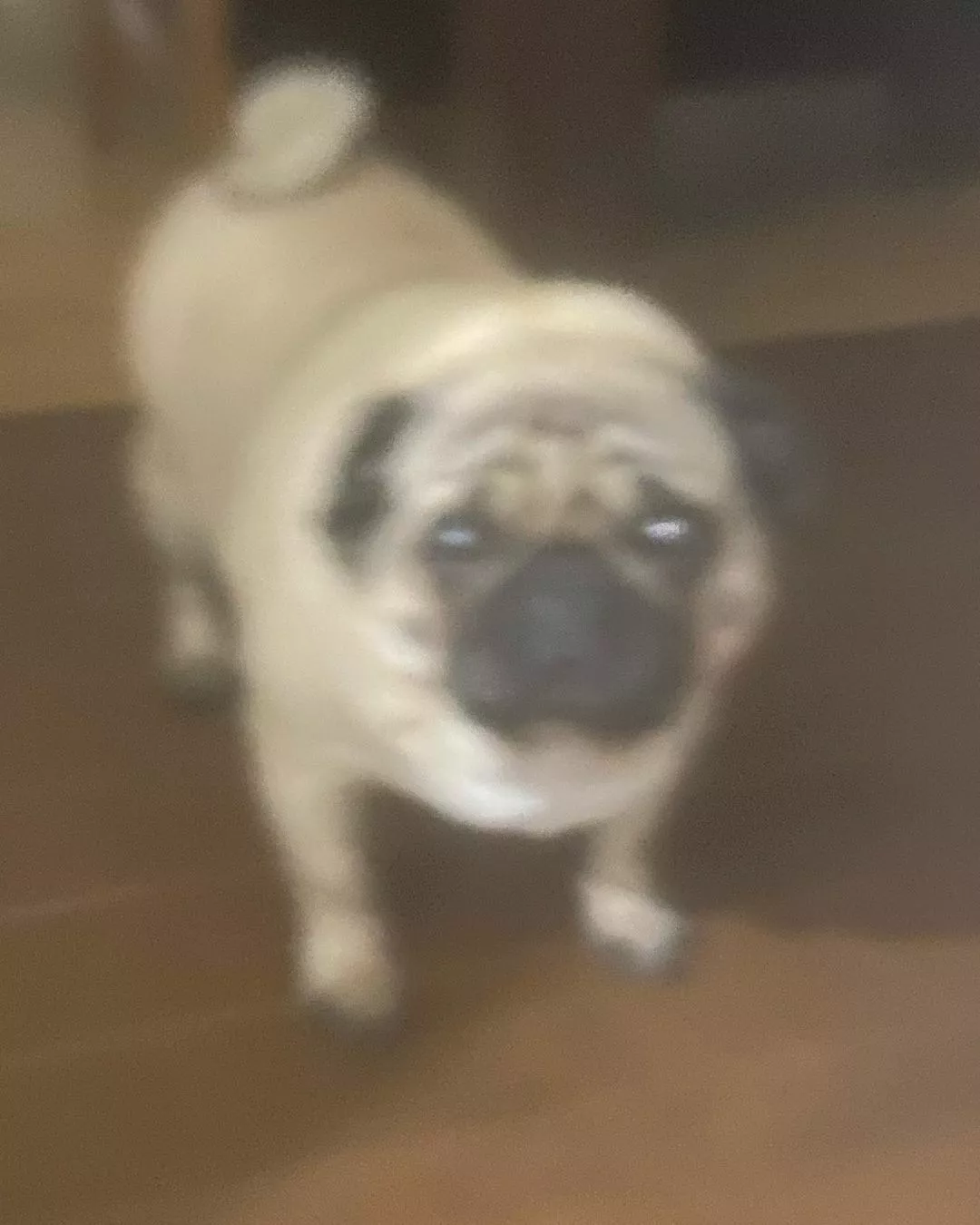 りさ