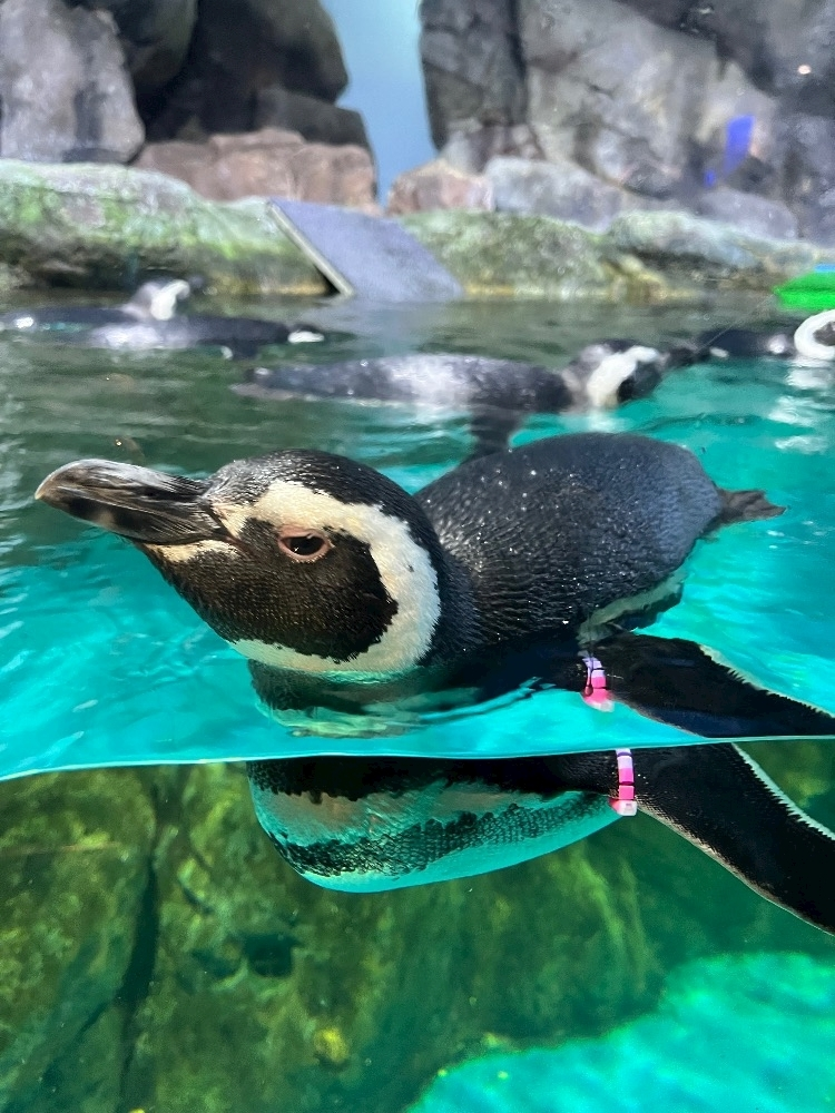 あや