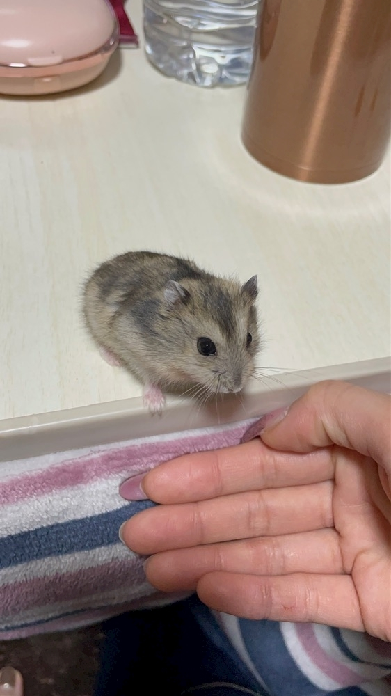 あんな