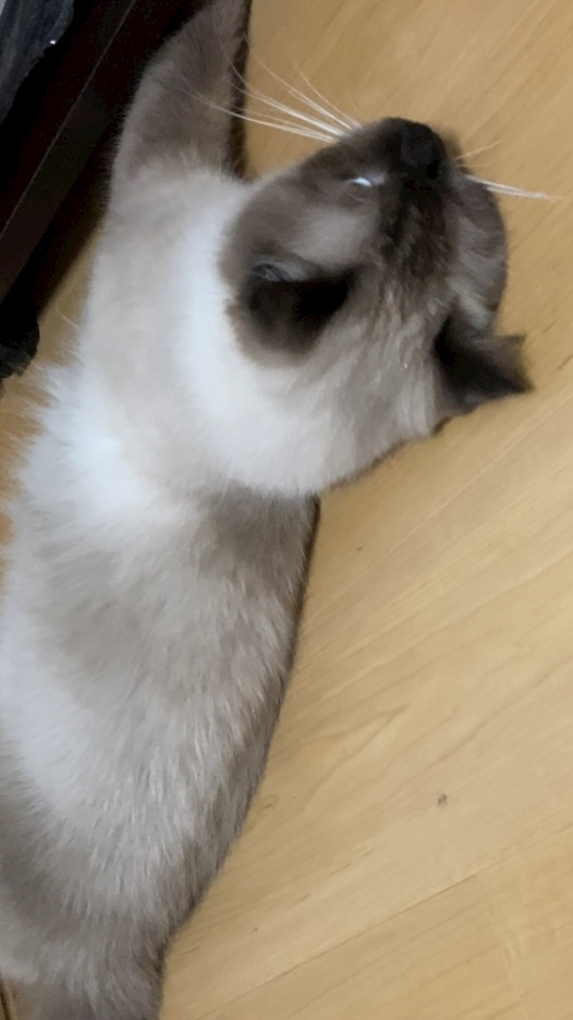 甘眠冠  しの