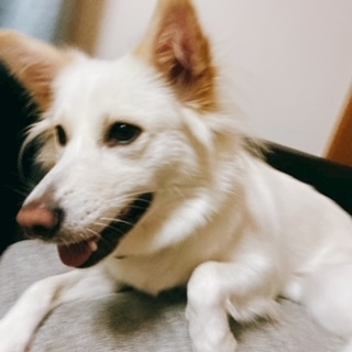 京 さゆみ
