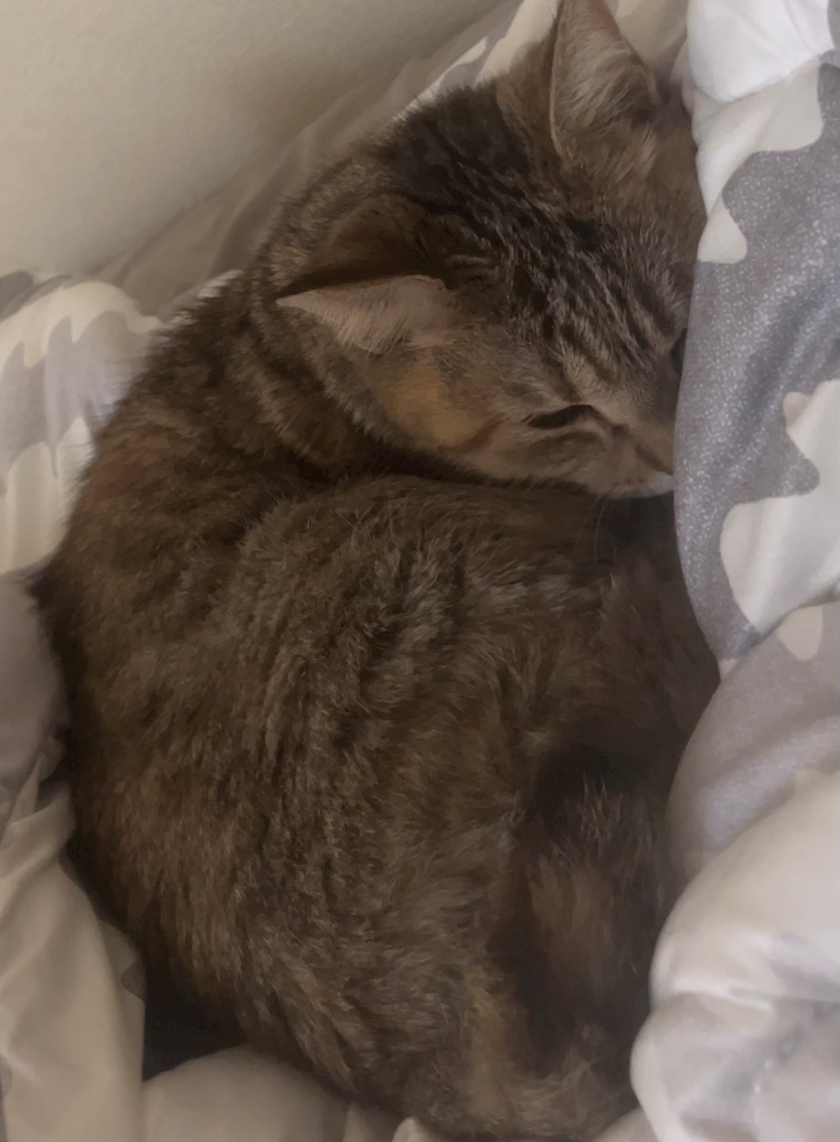 えれな