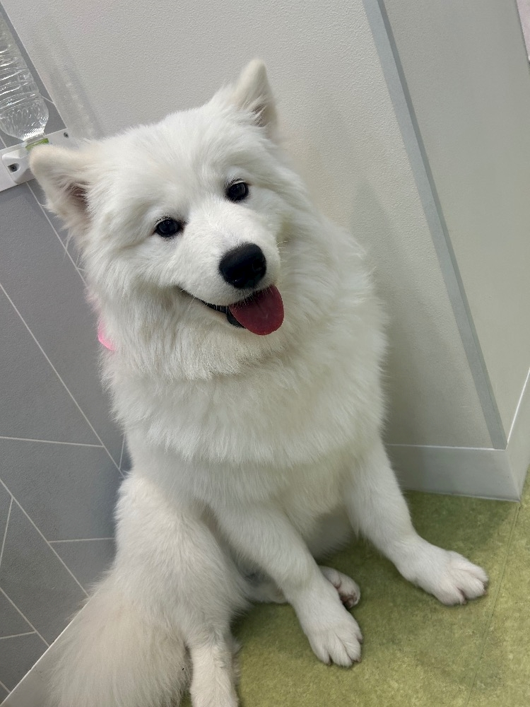 湊崎 さな