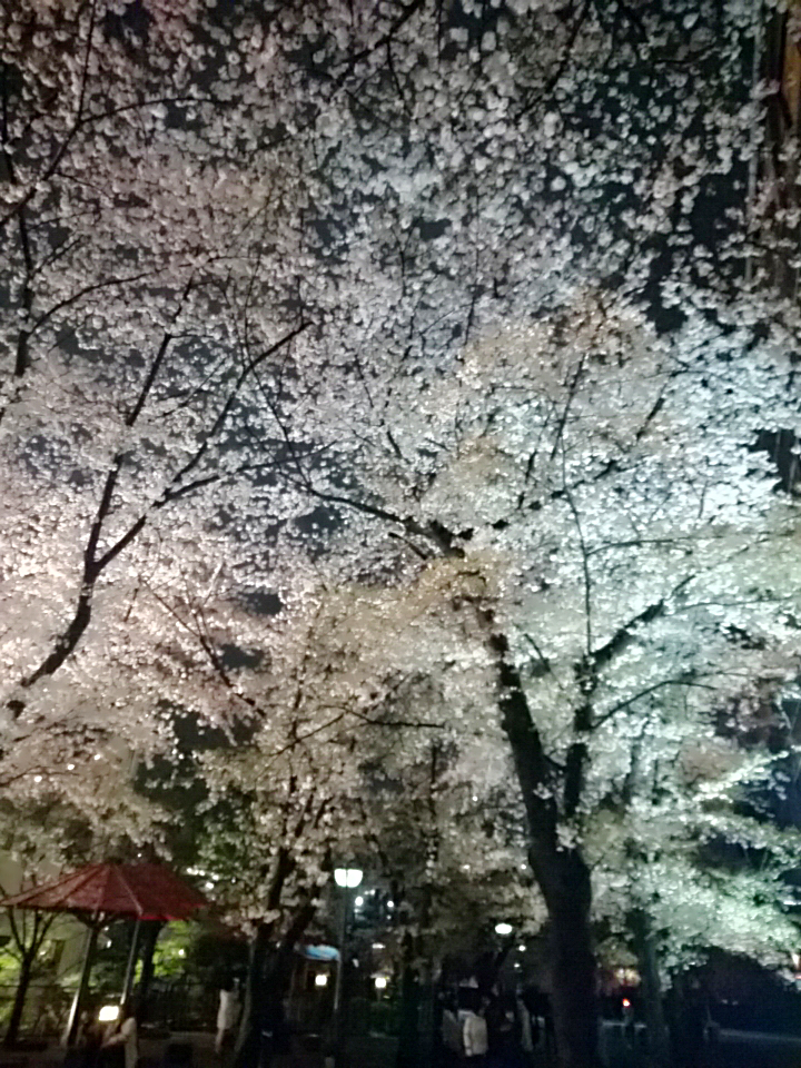 一条 あおい