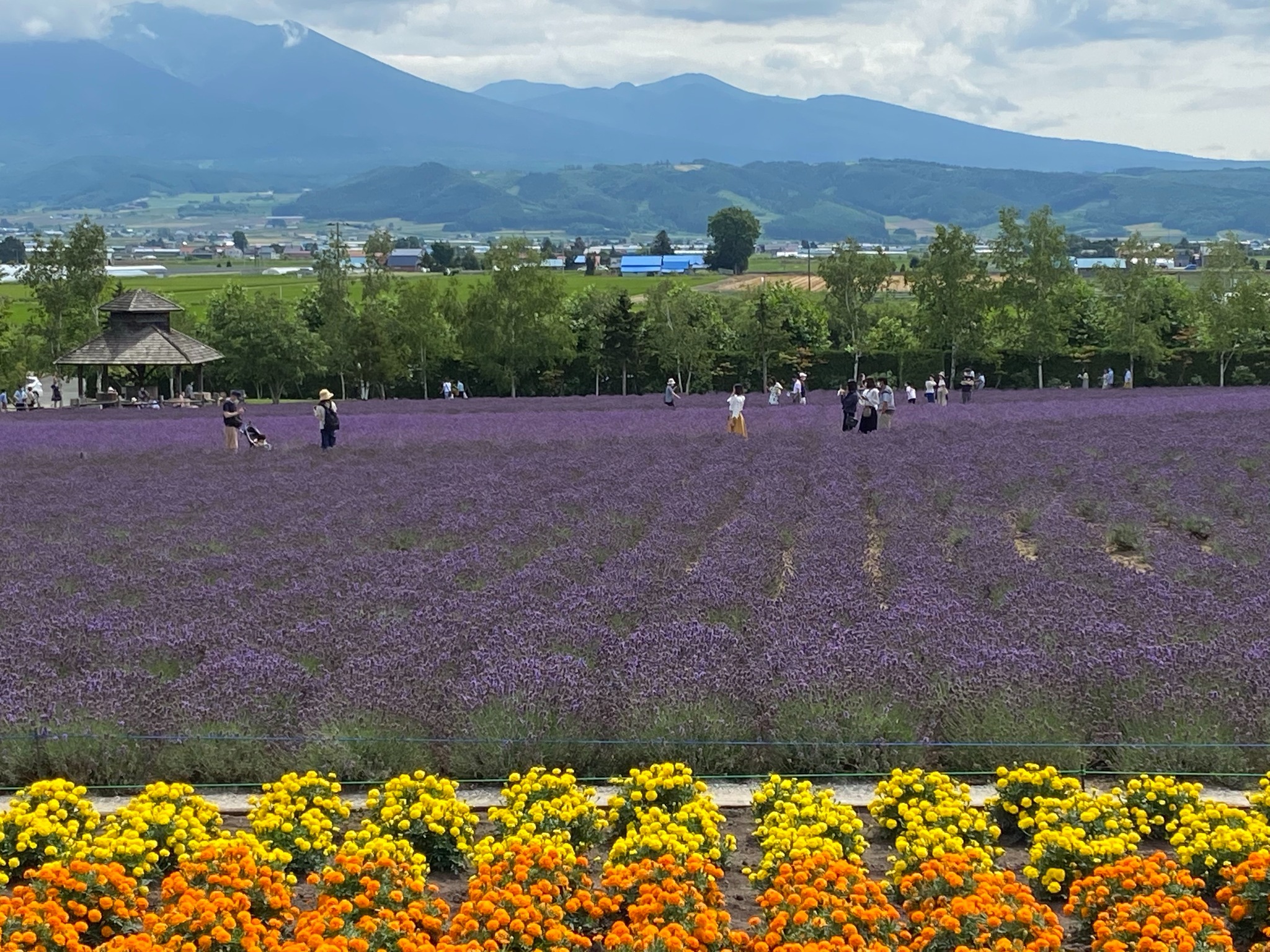 宝條 夏恋