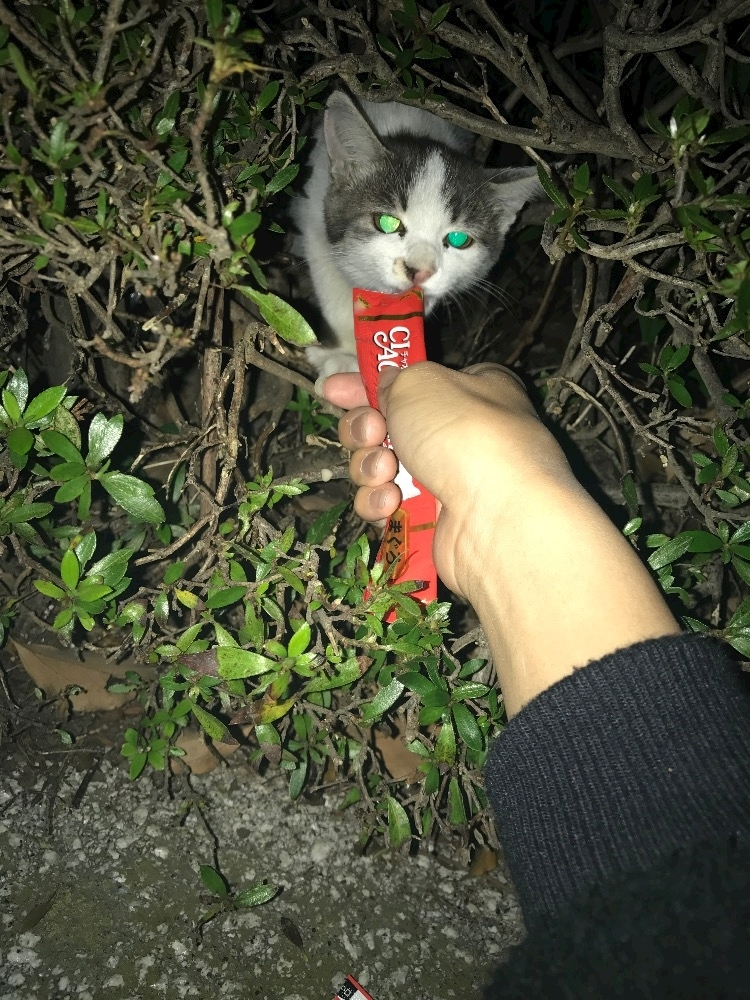 ティナ