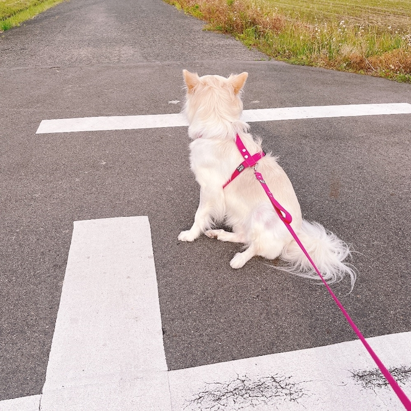 京 さゆみ