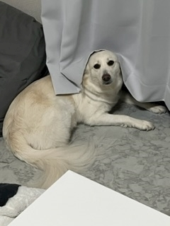 京 さゆみ