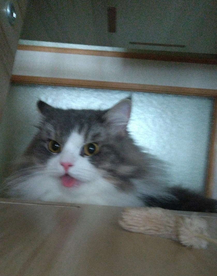 レナ
