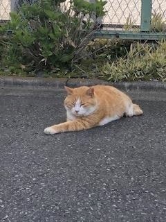 成海 まお