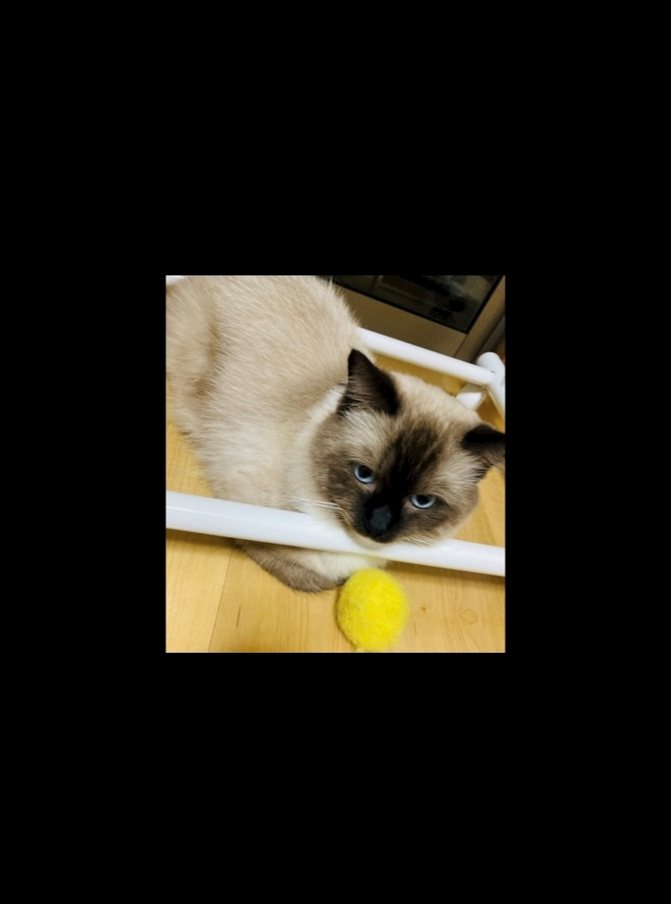 甘眠冠  しの