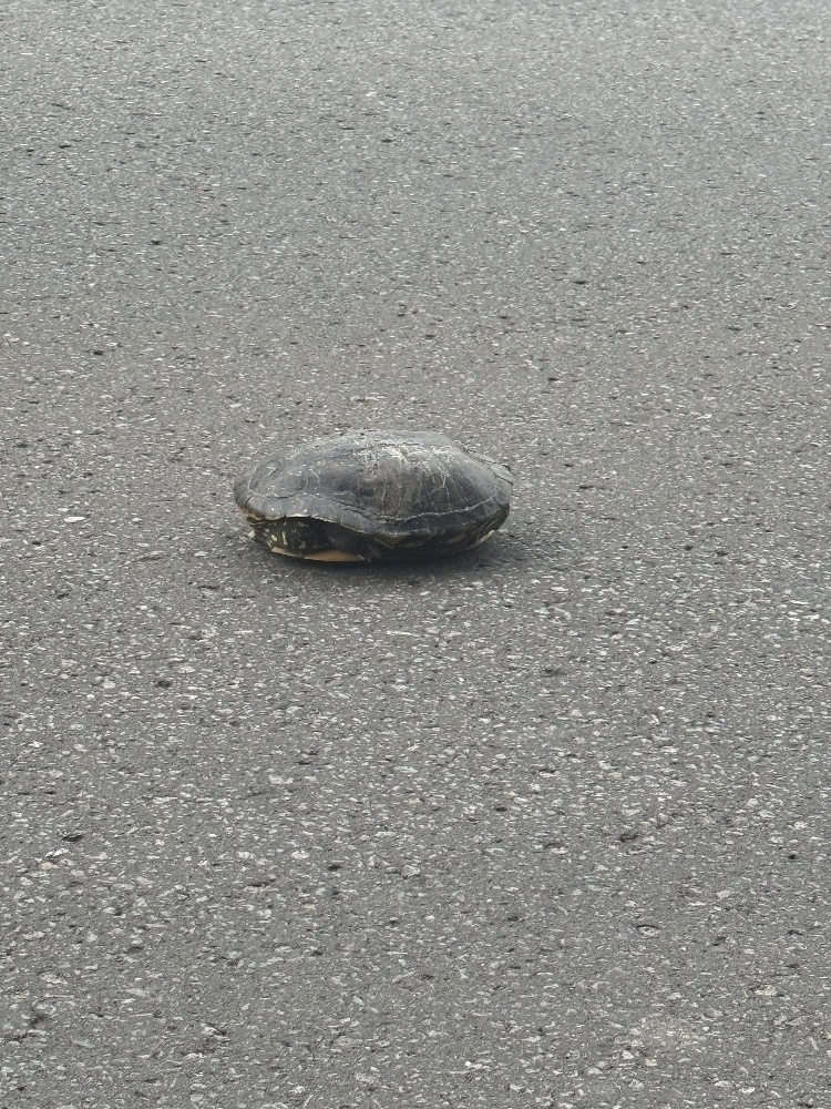 華宮 りんか