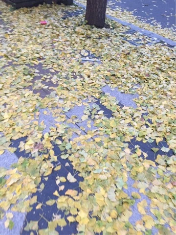 蓮見 リア