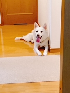 京 さゆみ