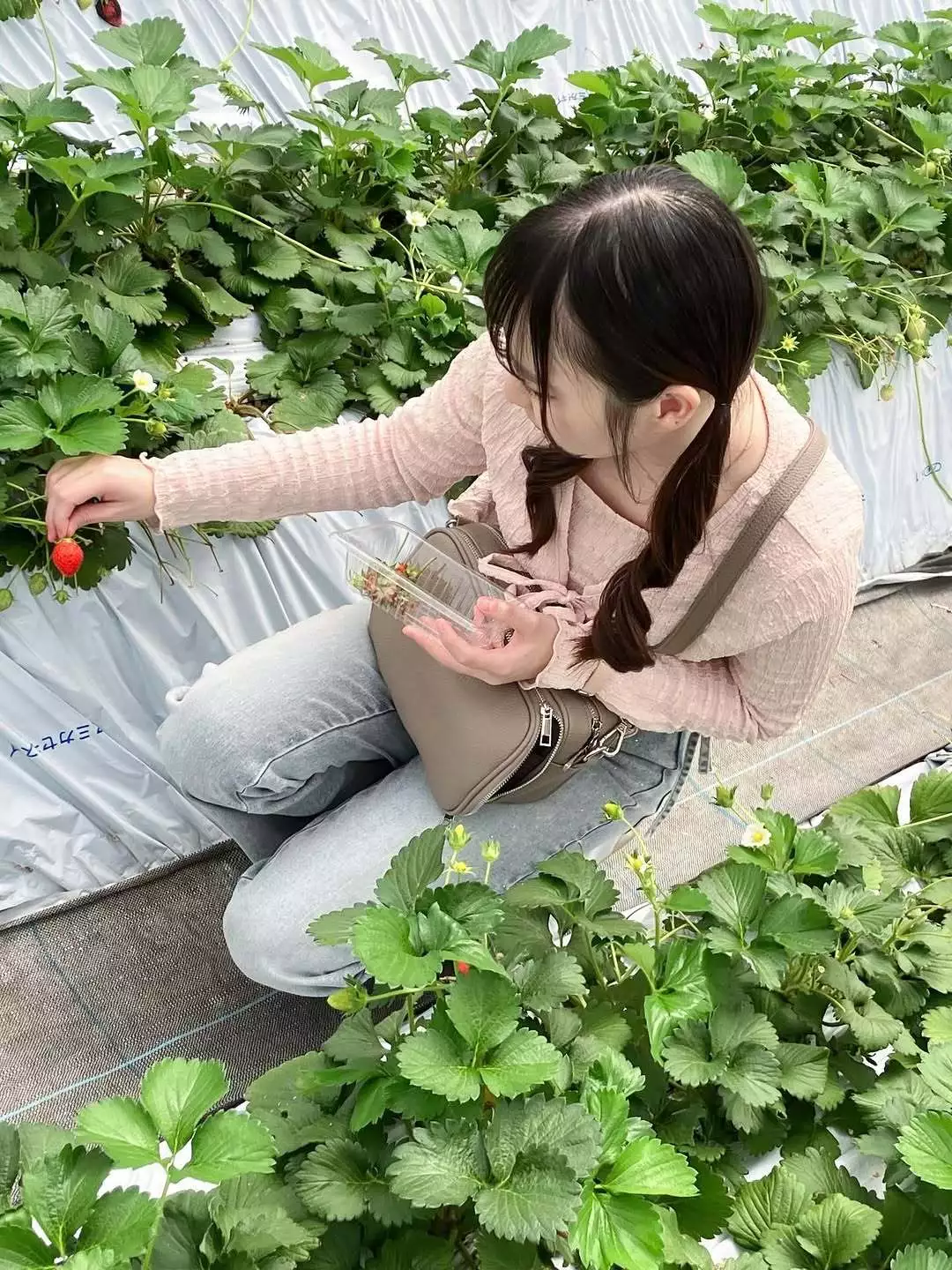 あやめ