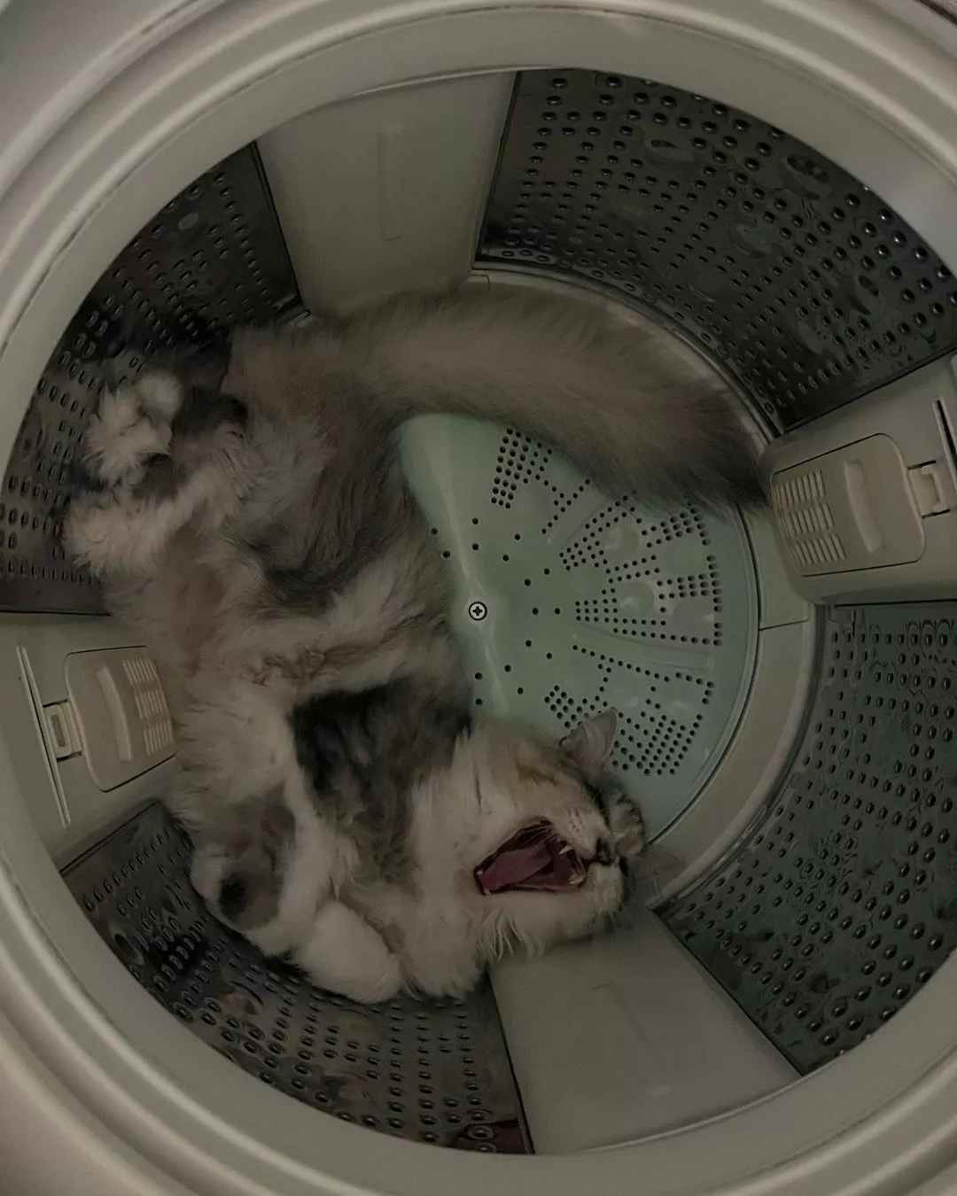 ねね