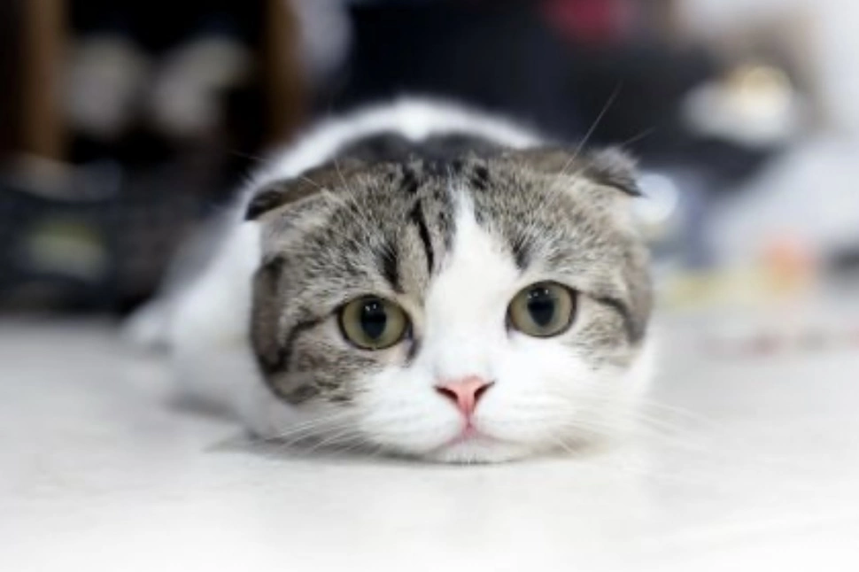 あき