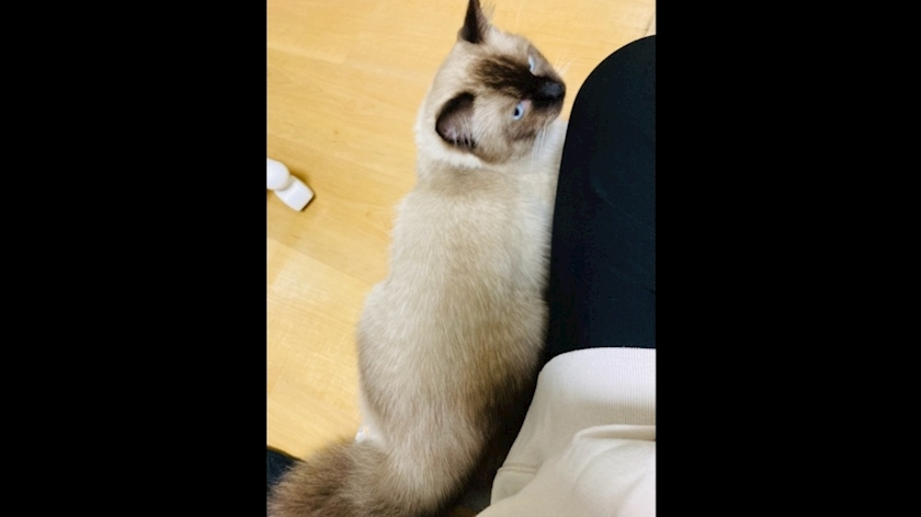 甘眠冠  しの