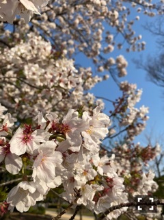 桜花 楓