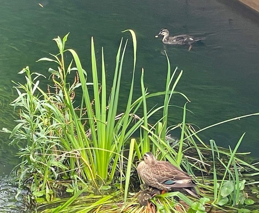 朝倉 しおり