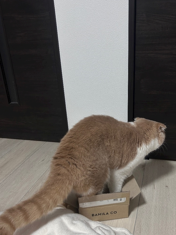 れいか
