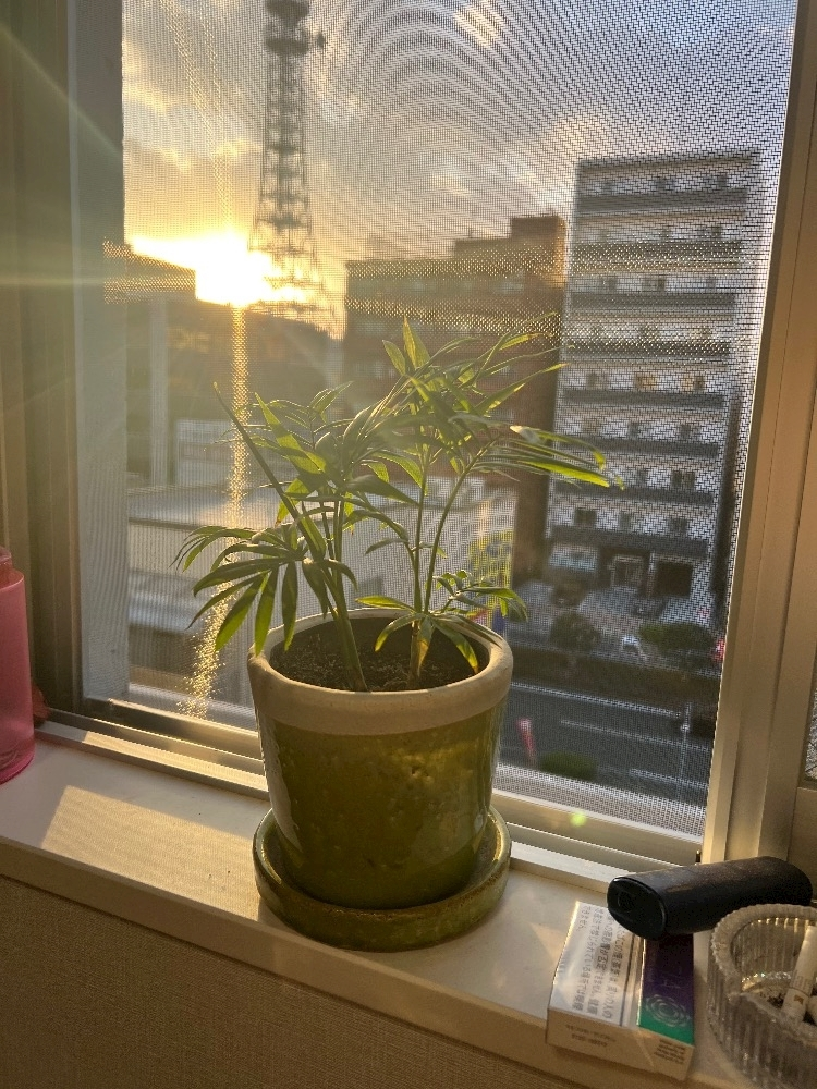 イヴ