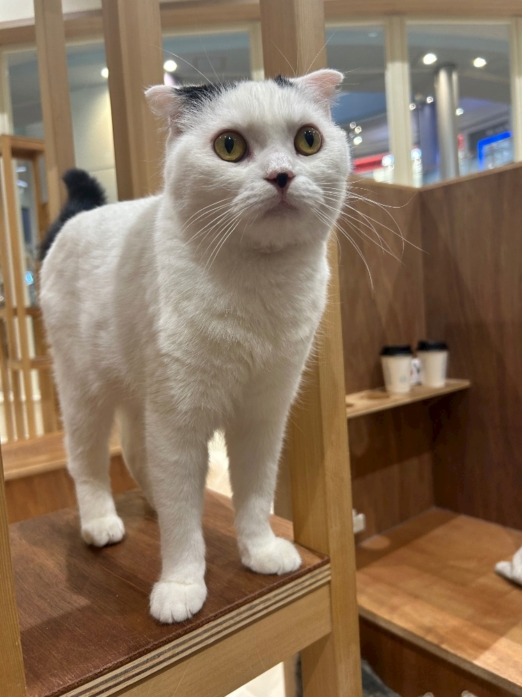 湊崎 さな
