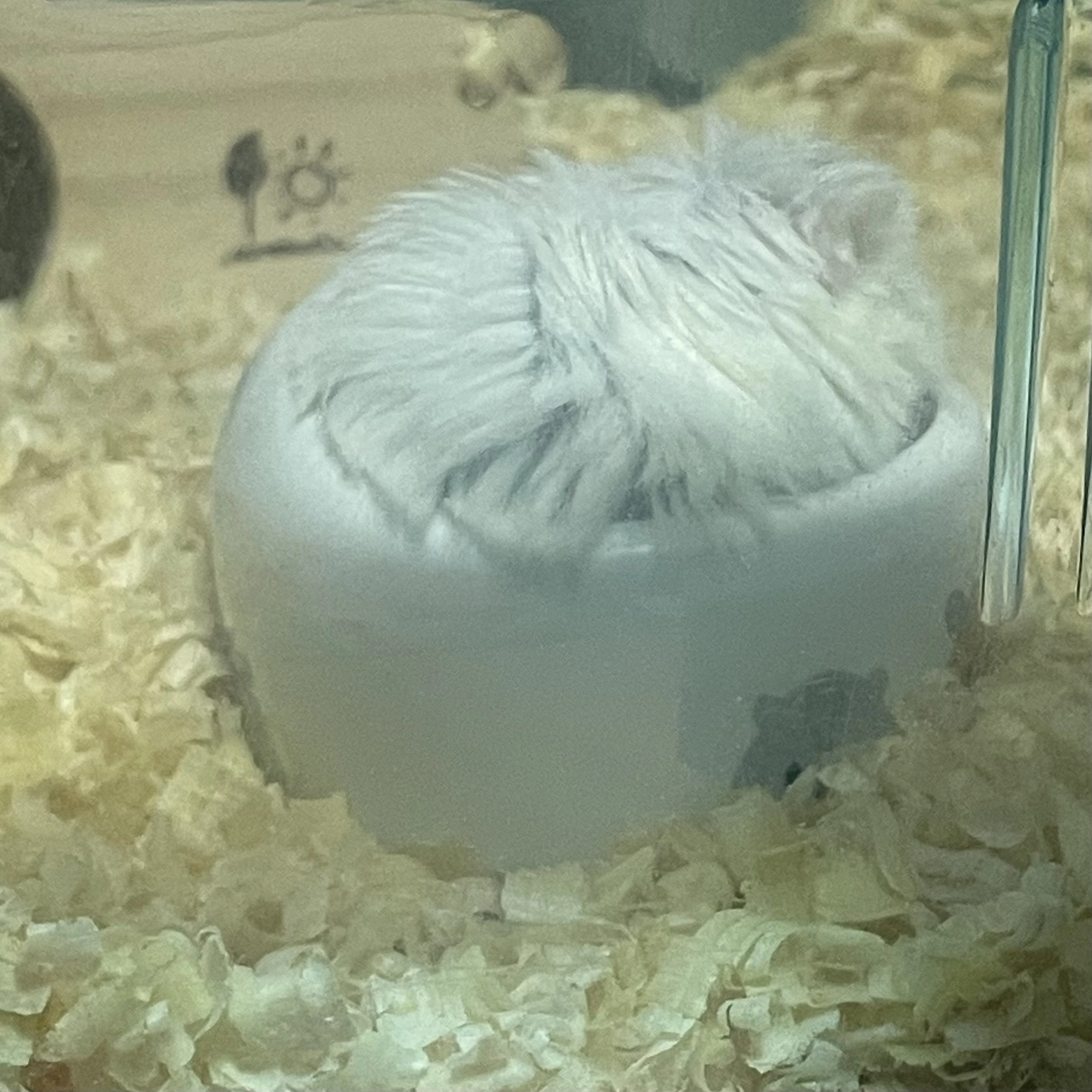 ちゃお