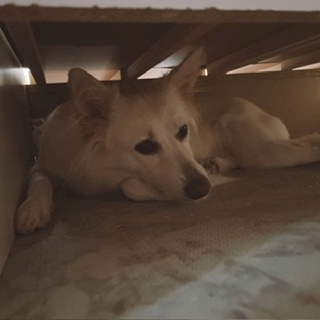 京 さゆみ