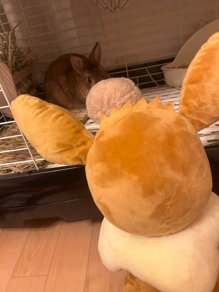 セナ