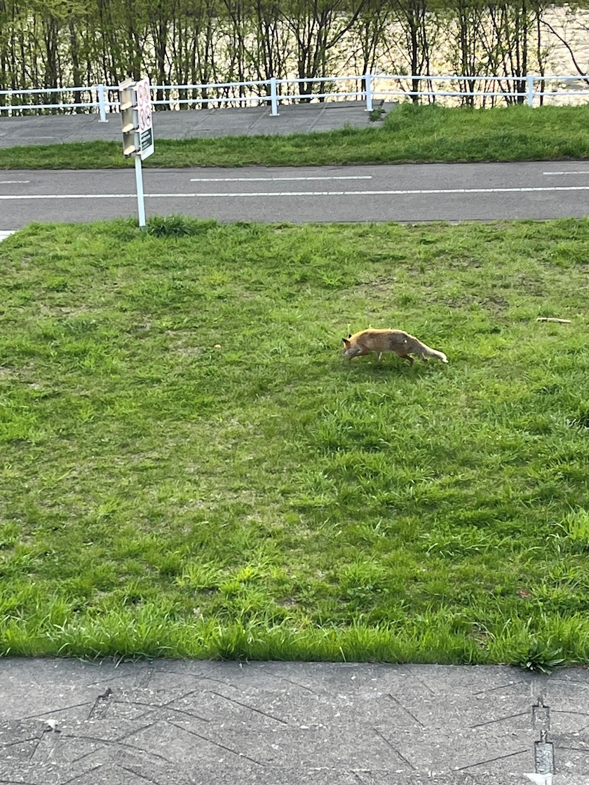 夢咲 さくら