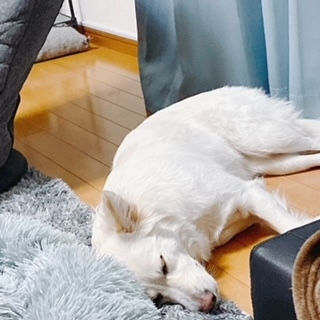 京 さゆみ
