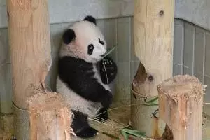 五条 椿