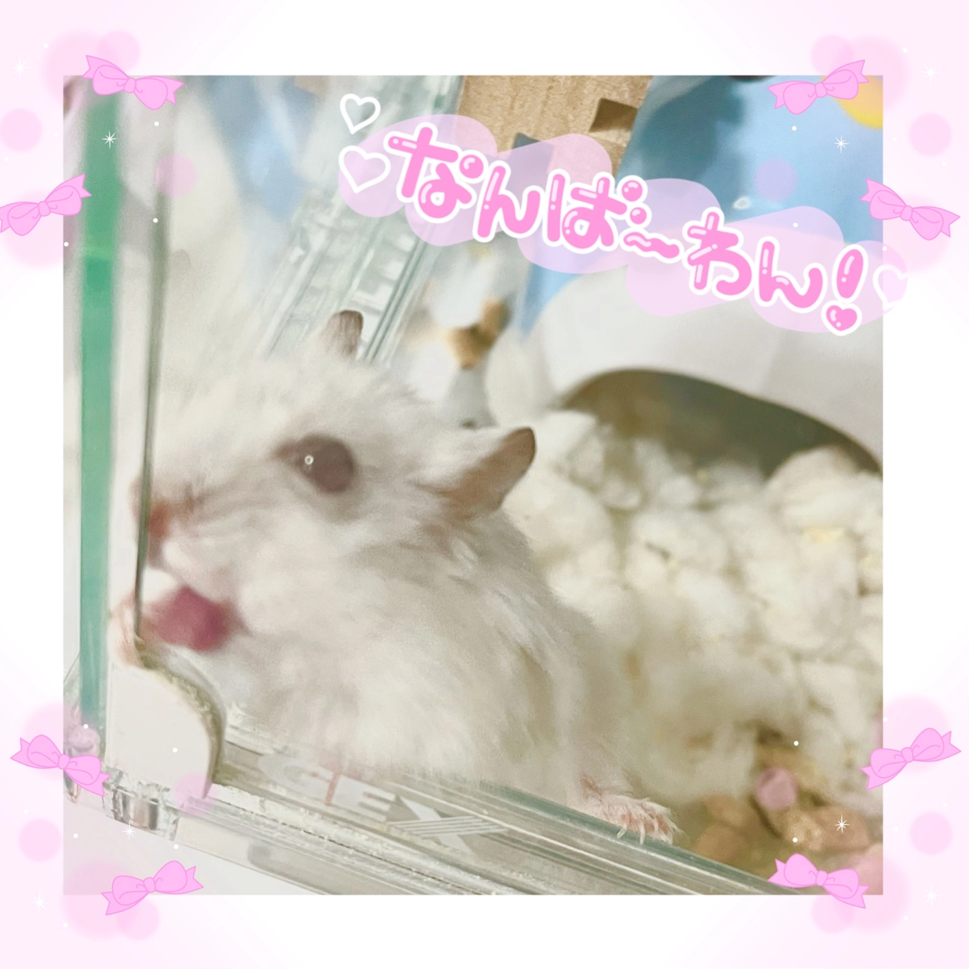 まゆ