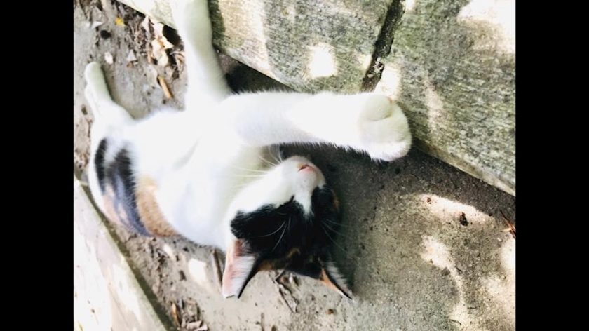 甘眠冠  しの