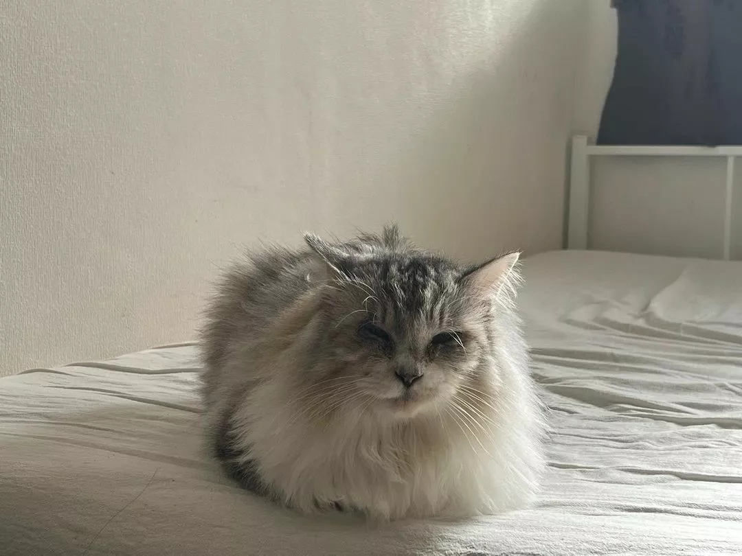 ねね