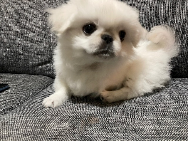 夏樹 あや