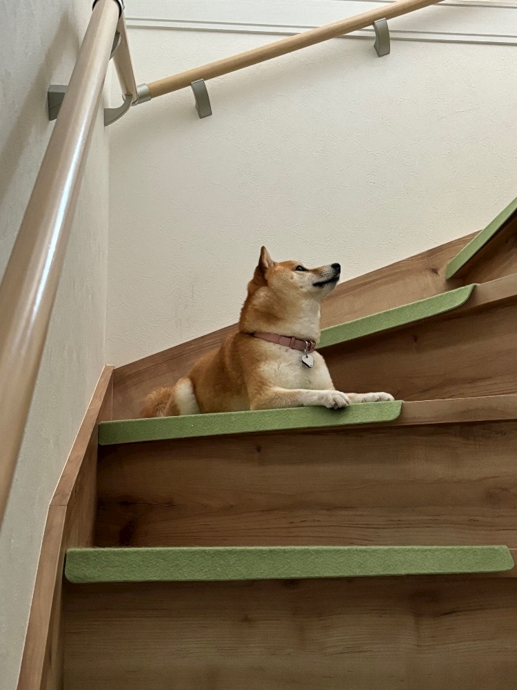 ツンデレかなの