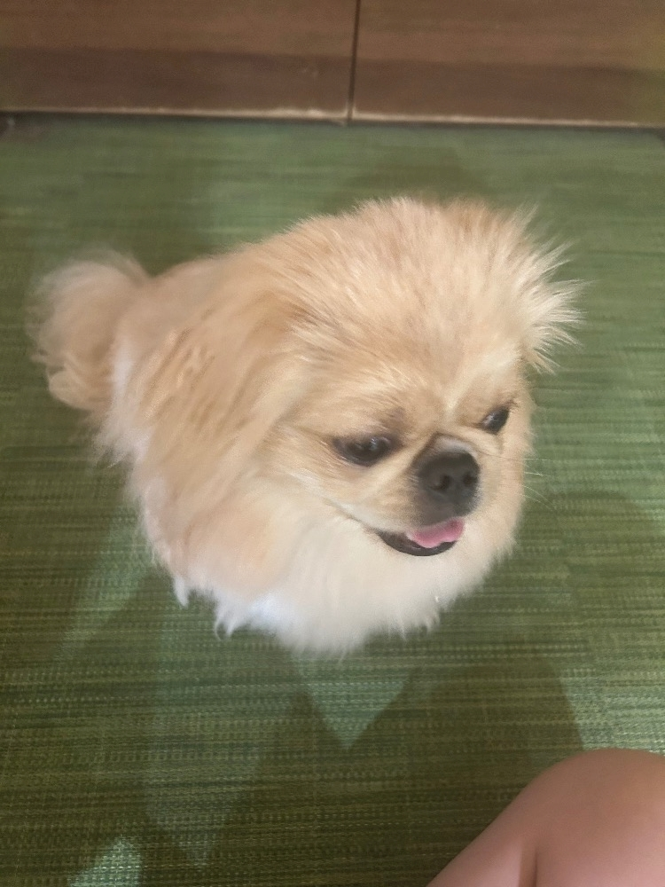 ねね