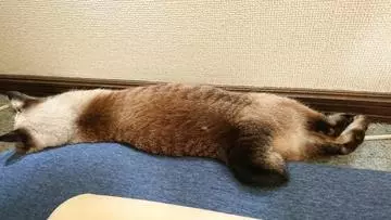 ひな