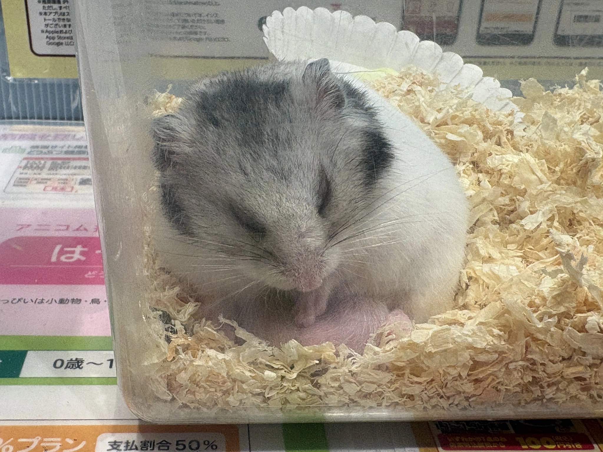 りりあ