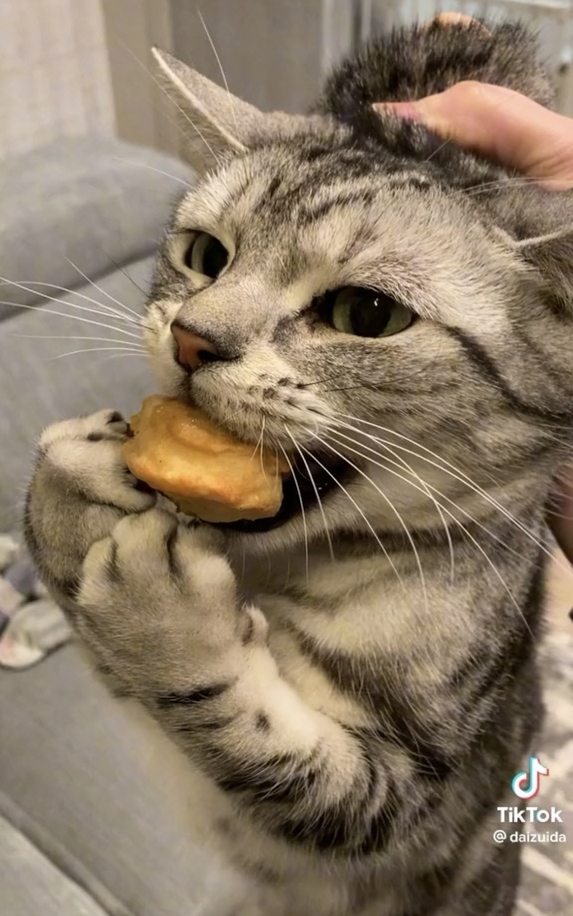 猫羽 のん